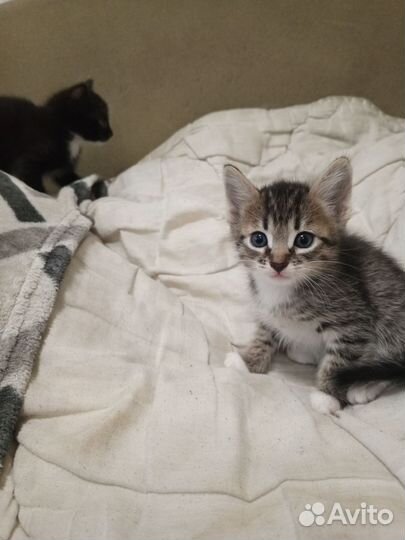Котенок в дар бесплатно
