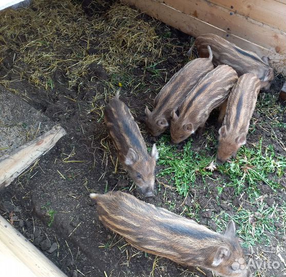 Дикий кабан