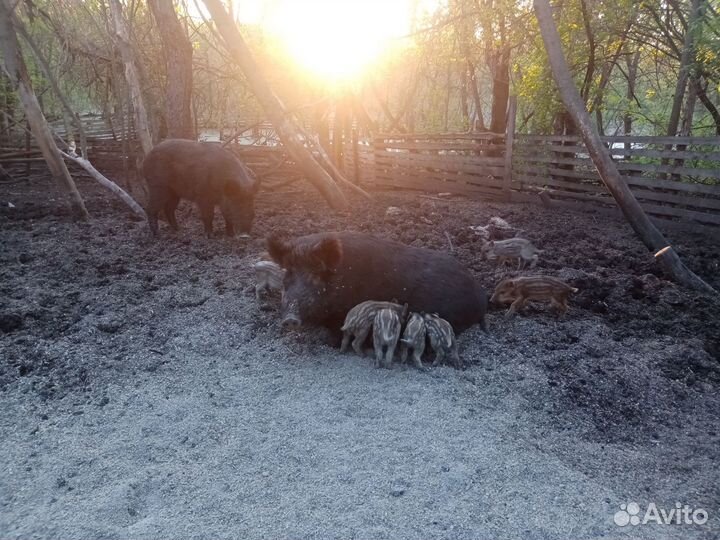 Дикие кабаны