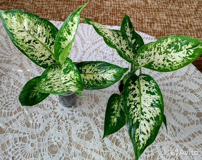 Диффенбахия Сегуина