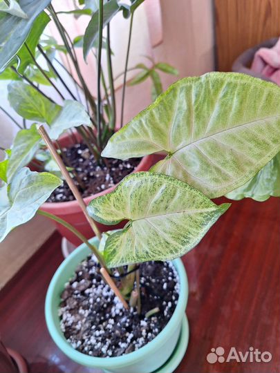 Сингониумы сортовые