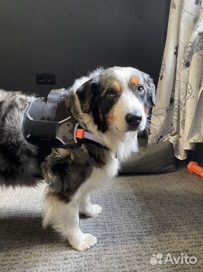 Шлейка для собаки