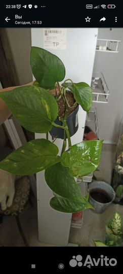 Эпипремнум