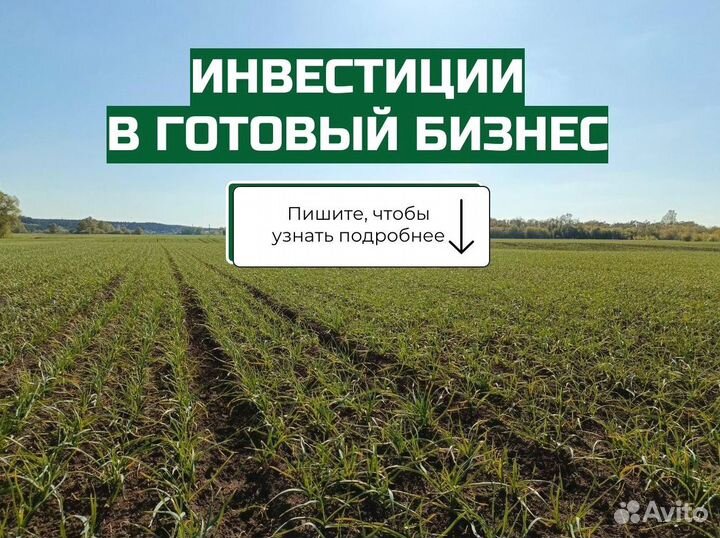 Инвестор в бизнес