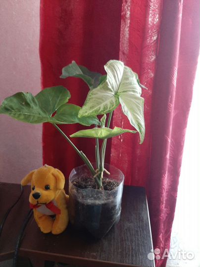 Комнатные цветы