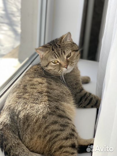 Кошки