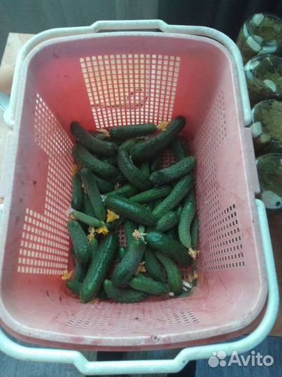 Огурцы маринованные домашние