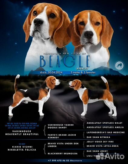 Щенки бигль