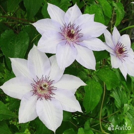 Клематисы (часть 2)