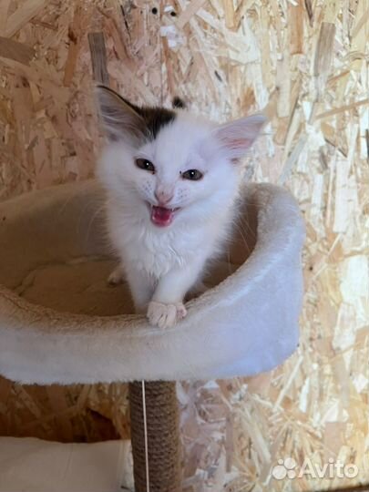 Маленький котик живет в приюте. Нужен дом