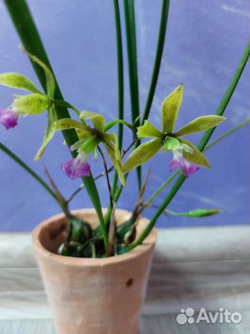 Миниатюрные орхидеи/глиняный горшки