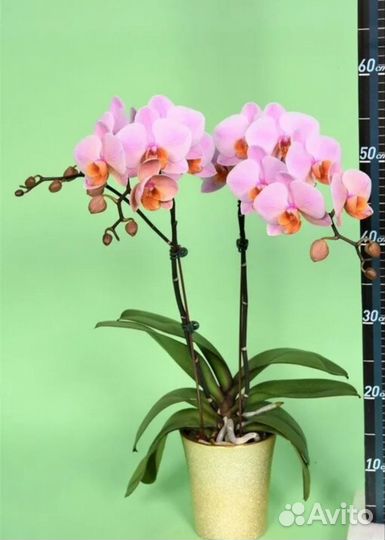 Орхидея фаленопсис Каскадник