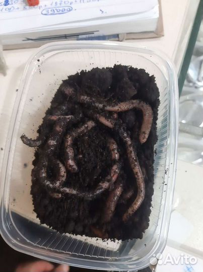 Черви для рыбалки дендробена