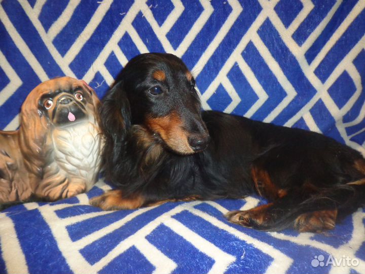 Декоративные щенки