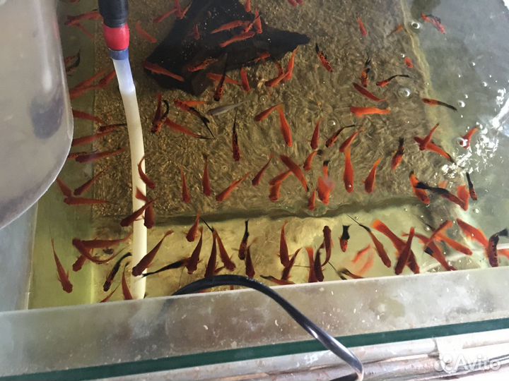 Аквариумные рыбки