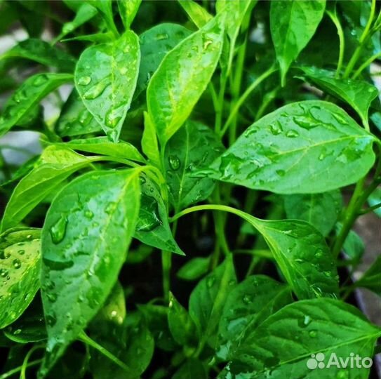 Рассада (баклажаны, томаты, перец)