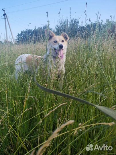 Выгул собак с 12 лет