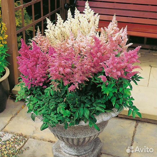 Астильба в ассортименте