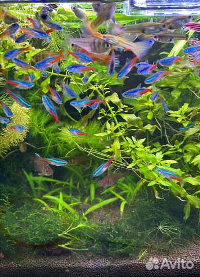 Растения и рыбки для аквариума
