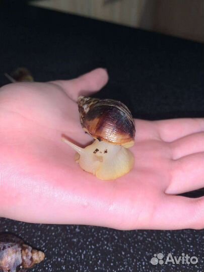 Улитки ахатины