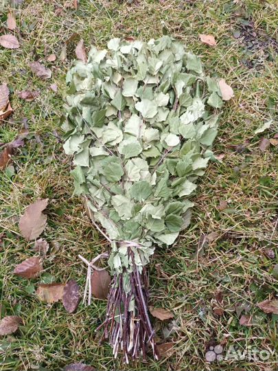 Веники березовые