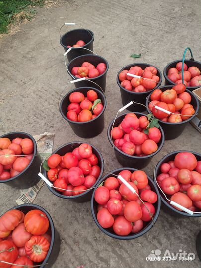 Помидоры розовые