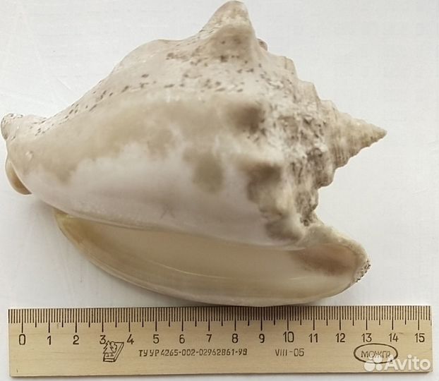 Ракушки морские из СССР цена большой рапан