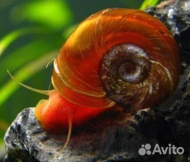 Улитки аквариумные
