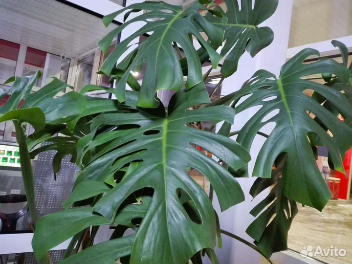 Монстера Делициоза, детка