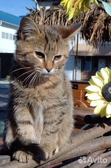 Котенок девочка бесплатно