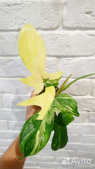 Филодендрон, Эпипремнум, Сингониум, Сциндапсус