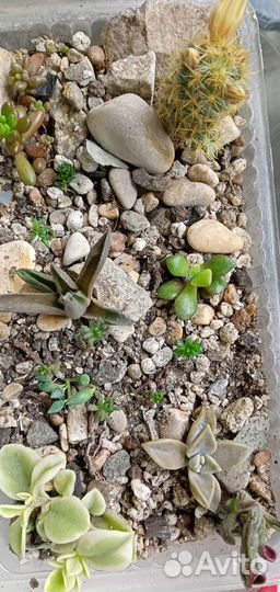Суккуленты лоток 10 растений