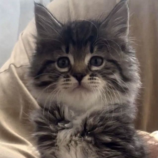 Сибирский котёнок