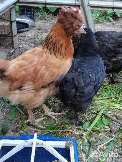 Молодые петушки цыплята