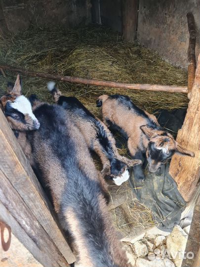 Стадо коз, дойные чешские