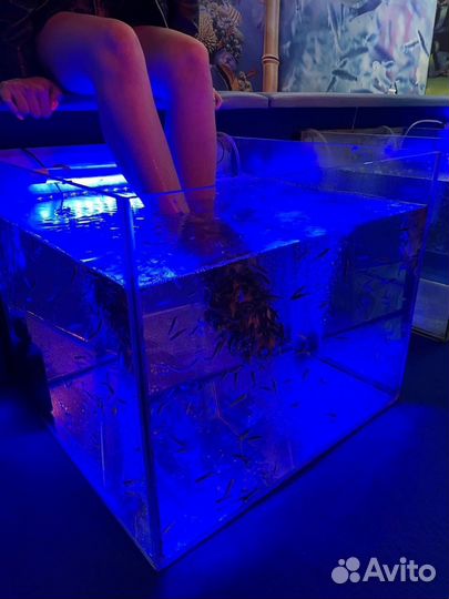 Гарра Руфа — рыбка-доктор