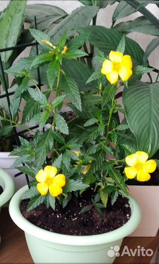 Комнатные цветы. Тёрнера