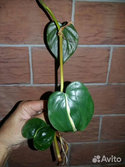 Филодендроны