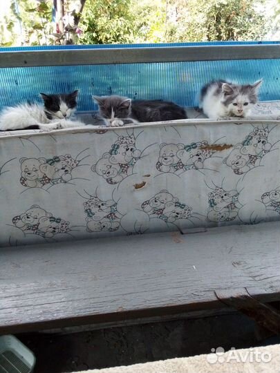 Котята в добрые руки