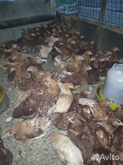 Куры молодки несушки