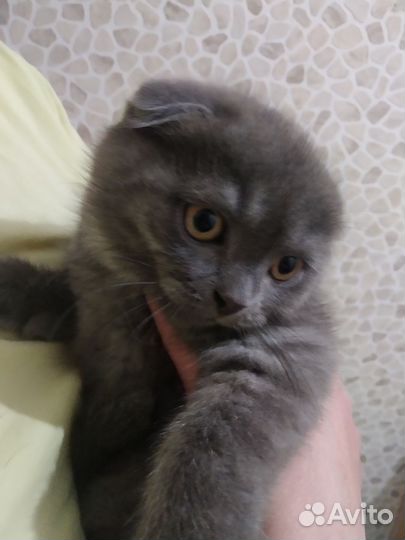 Шотландские вислоухие котята