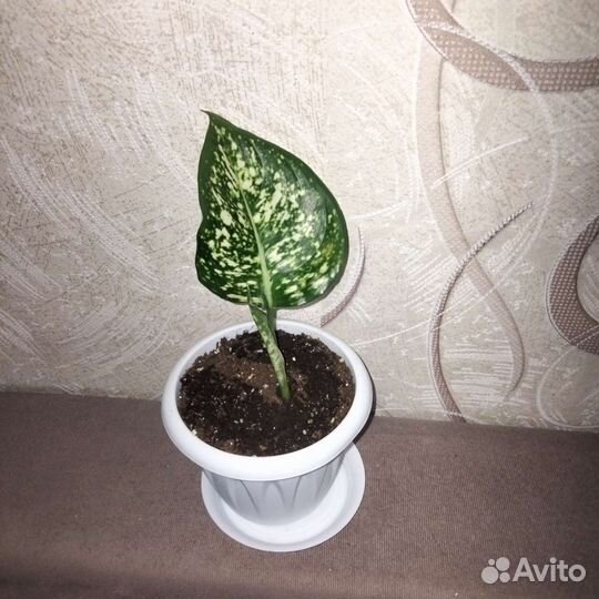 Комнатные растения