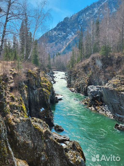 Охота на Алтае. Тур на 6 дней