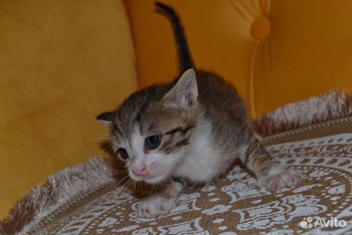 Котёнок мальчик в заботливые руки