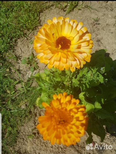 Календула семена