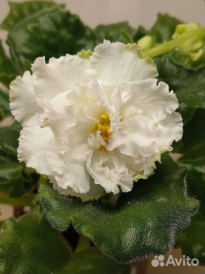 Фиалка ав Сахарная вата