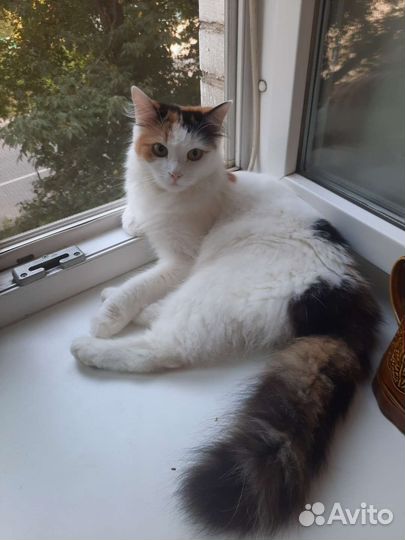 Отдам в добрые руки кошку стерилизованную