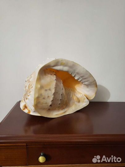 Ракушка морская большая