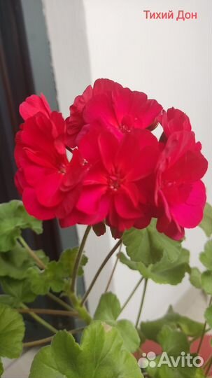 Пеларгония герань Тихий Дон и др