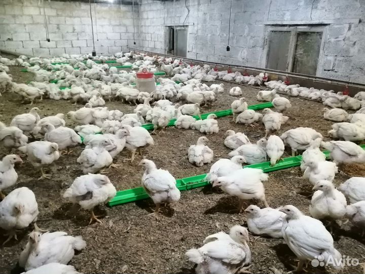 Цеплята бройлеры